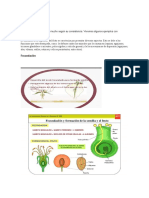 Anatomía del Fruto: Epicarpio, Mesocarpo y Endocarpo