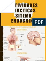 Actividades prácticas- Endocrino-MA3