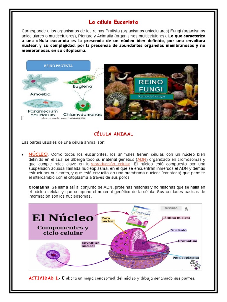 Estructura y Funciones de la Célula Eucariota | PDF | Citoplasma ...
