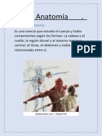 Anatomía