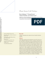 Plant Stem Cell Niches