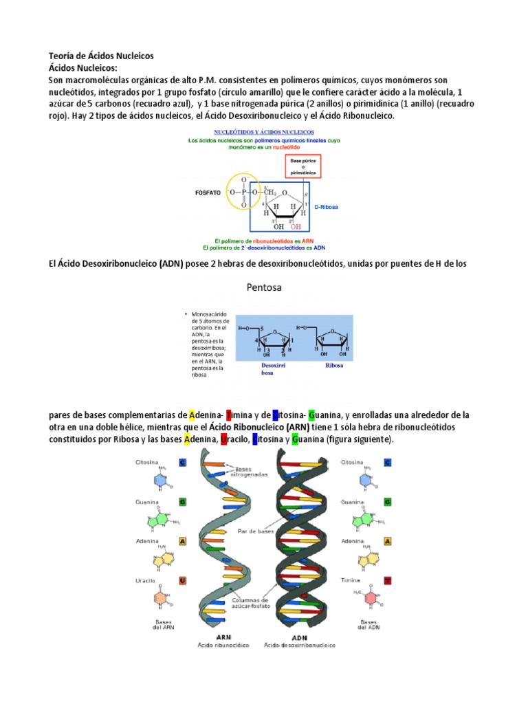 Estructura y Función de Ácidos Nucleicos | PDF | Rna | Adn