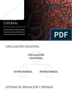 Circulacion Cerebral