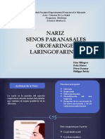 Seminario Nariz, Senos Paranasales