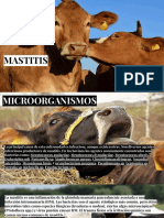 Mastitis