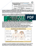 Guia # 4 SISTEMA ENDOCRINO GRADO OCTAVO