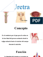 Uretra y Próstata