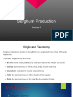 Soghum Production