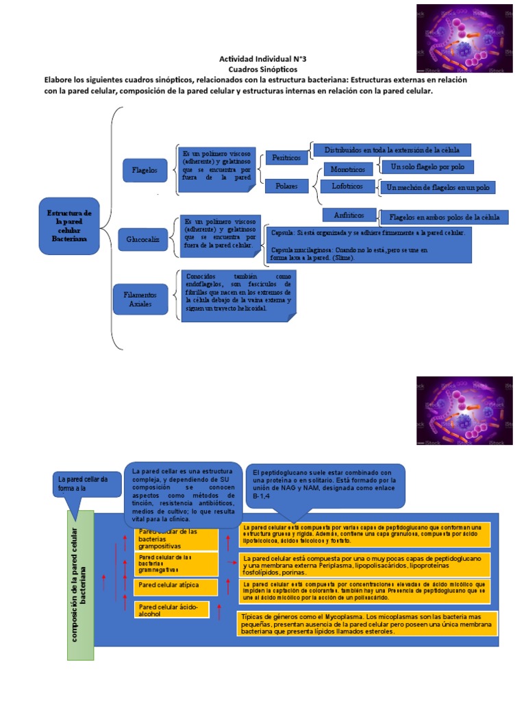 Estructura y función de la pared celular bacteriana | PDF | Pared ...