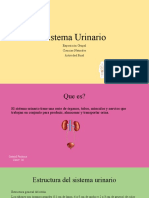 Sistema Urinario