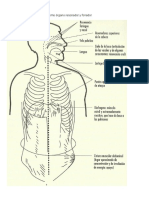 DIAFRAGMA