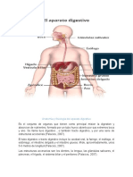 Sistema Urinario