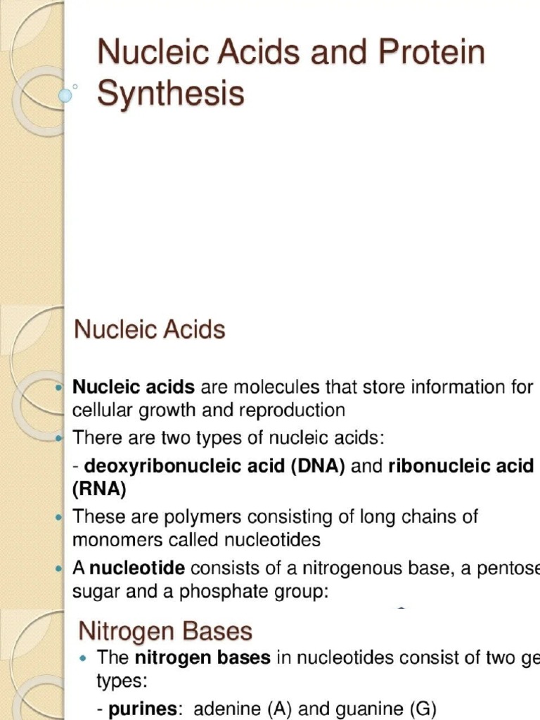 Role of Nucleic Acid in Protein Synthesis PDF