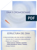 13 Dna y Cromosomas