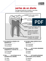 Partes Del Diente