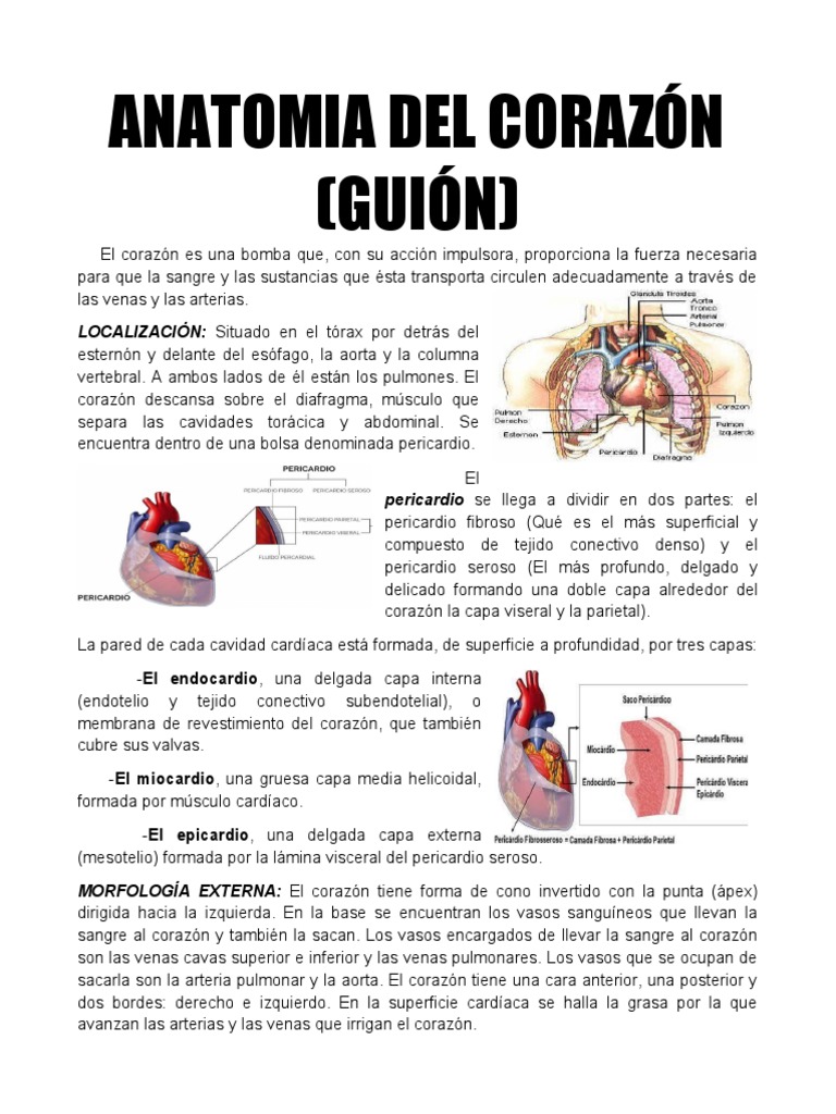 Anatomia Del Corazón Pdf Aorta Corazón