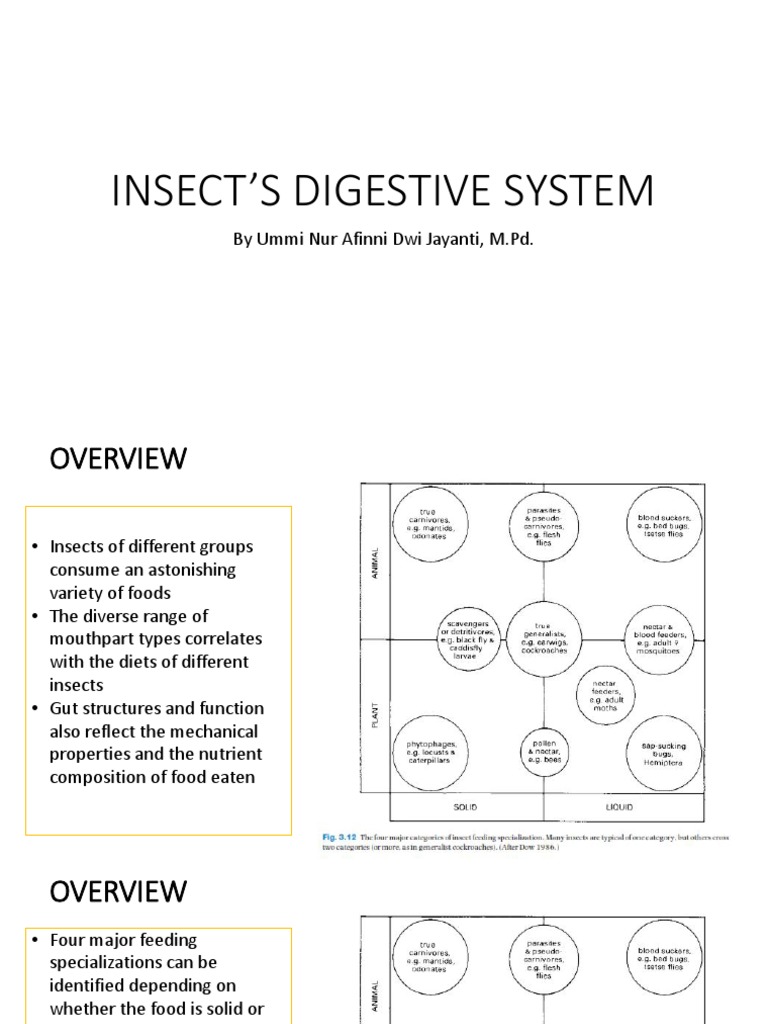 Insect Digestive System Overview | PDF | Digestion | Insects