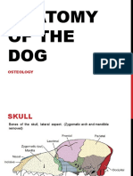 Anatomy of The Dog