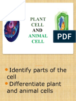 Plant and Animal Cells New