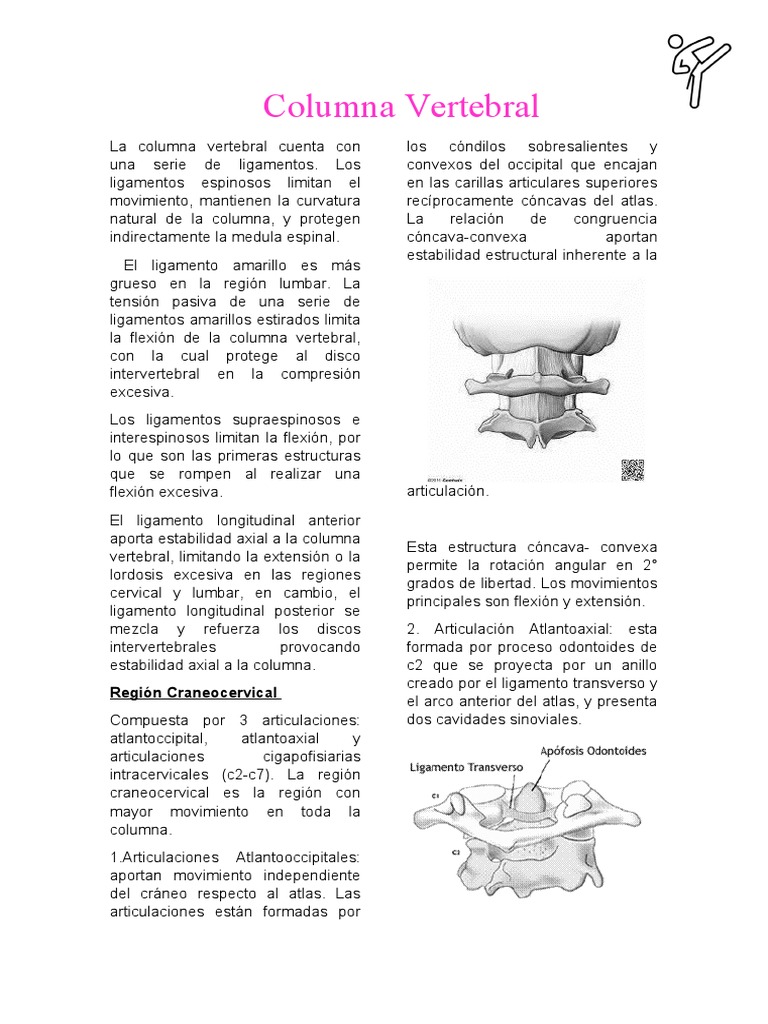 Anatomía y Función de la Columna Vertebral | PDF | La columna vertebral ...