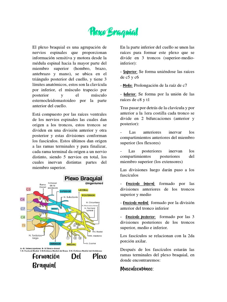 Plexo Braquial Pdf Sistema Nervioso Neuroanatomía