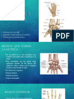 Muñeca y Mano Anatomia