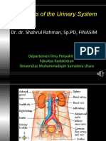 Disorders of the Urinary System Explained