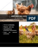 Anatomia das Aves em