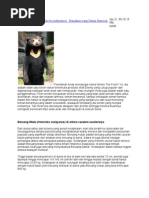 Download Beruang Madu by Kumala Mey Lina SN58974994 doc pdf