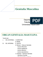 Genitalia masculina (BM5 Unpatti)