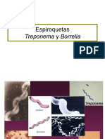 Espiroquetas patógenas: Treponema y Borrelia