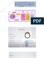 Desarrollo Embrionario Abg 2