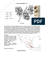 Características del género Pinus | PDF | Pino | Arboles