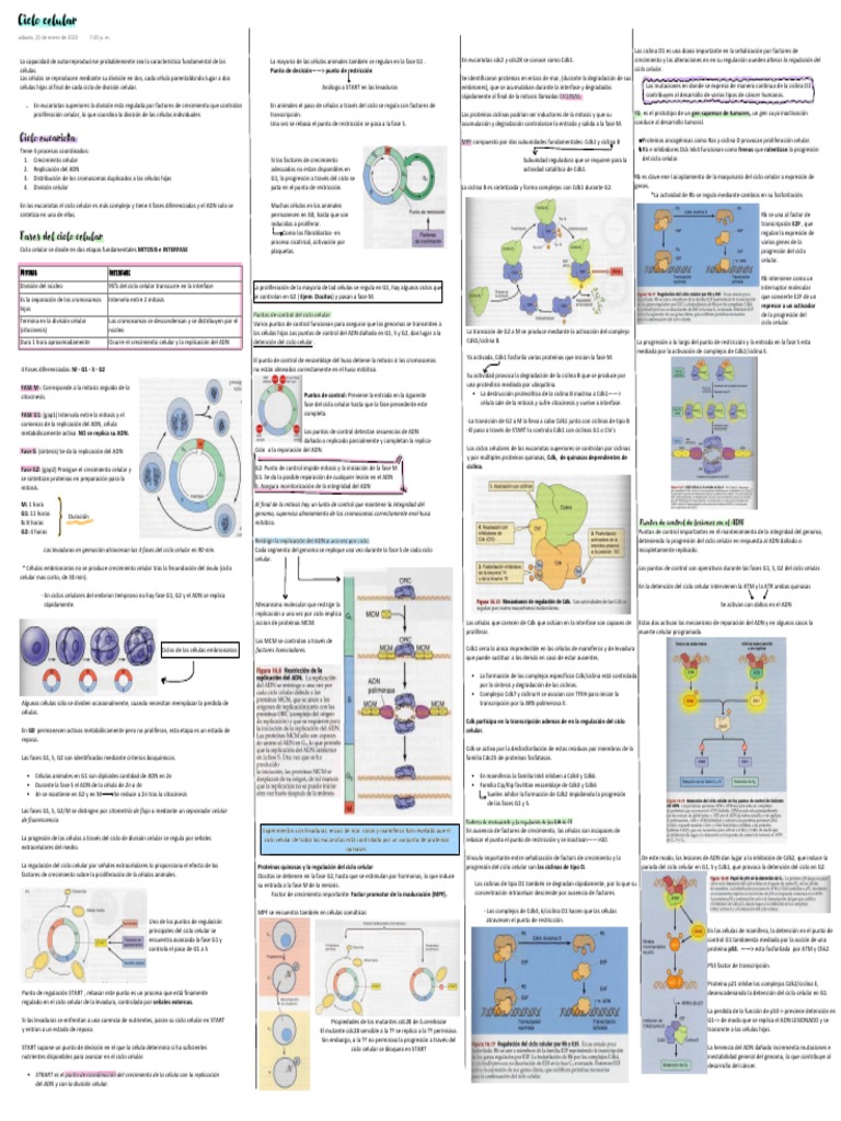 Ciclo Celular y Regulación de Ciclinas | PDF | Ciclo celular | Mitosis