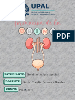 Formacion de La Orina