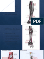 Arteria Radial