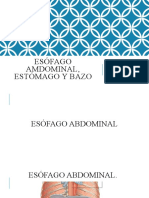 Esófago Abdominal, Estómago, Bazo - Pérez Grández