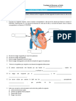 Actividad 8. Sistema Cardiovascular y Linfatico