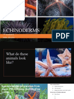 Echinoderms: 7 Science Mrs. Erazo