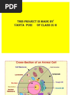 Cell Organelles Worksheet KEY | Organelle