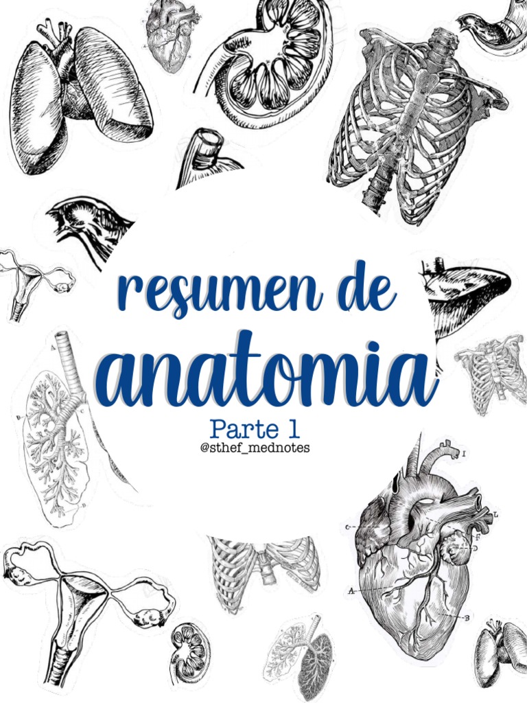 Resumen Anatomia Parte 1 Pdf Abdomen Tórax Anatomía Humana