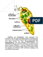 Flagellata Atau Mastigophora Dalam Taksonomi Kuno Merupakan Salah Satu Kelas Dalam Filum Protozoa Atau Protista Yang Mirip Hewan