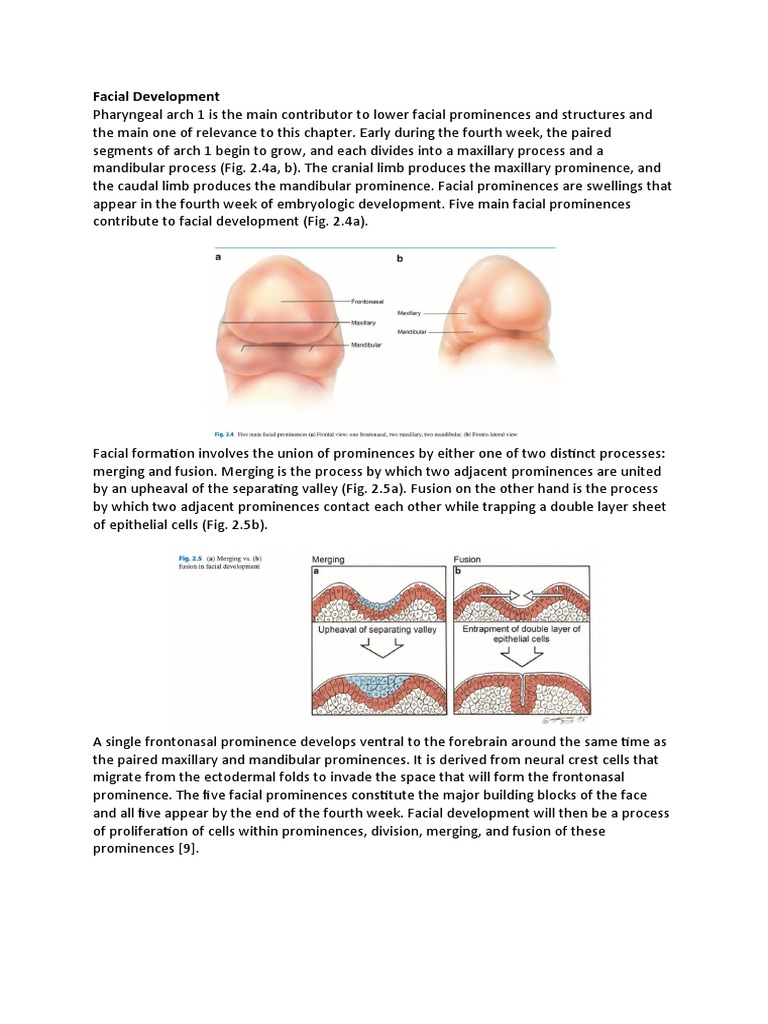 Facial Prominence Development | PDF