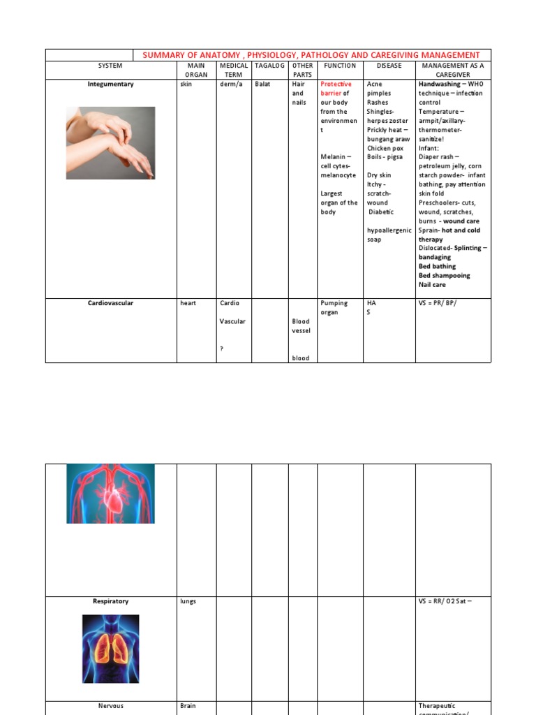 Table Summary of Anatomy | PDF | Human Body | Clinical Medicine