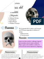 Anatomia Humana - Upsjb - Huesos Del Craneo