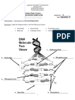 DNA Replication Worksheet 1 GROUP 8