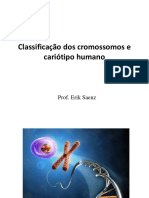 Classificação cromossomos humanos