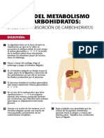 Semana 2 - Infografía - Digestión y Absorción de Carbohidratos