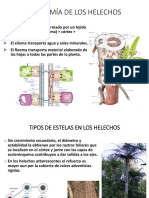 16 Anatomia de Helechos Eusp y Leptos