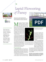 Rapid-pansy-flowering